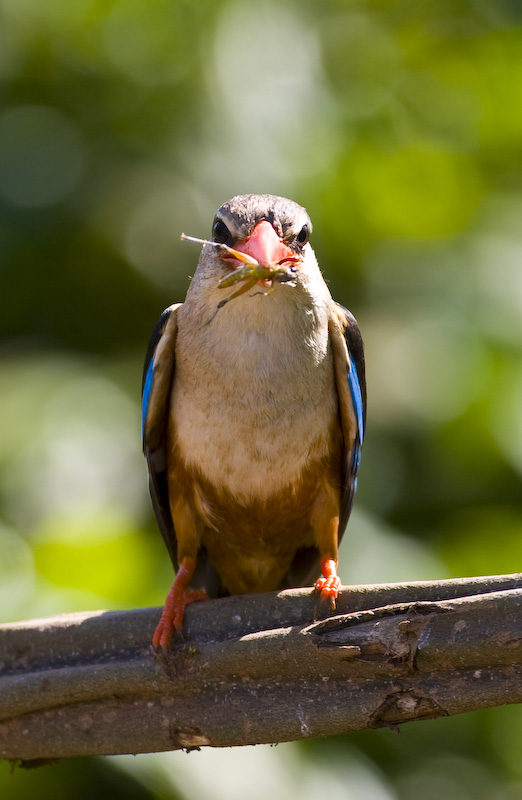 Gray-Headed Kingfisher With Meal